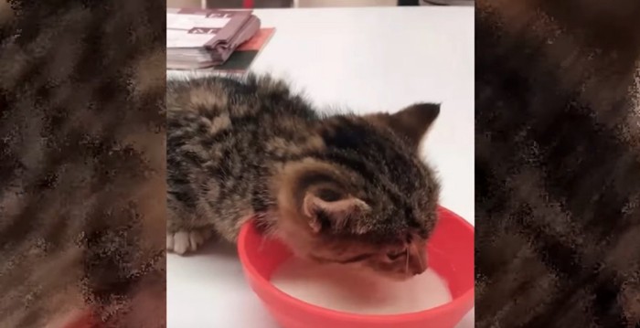 ミルクを飲む子猫