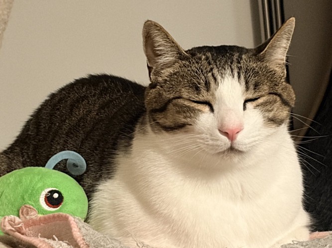 香箱座りで目をつぶってくつろぐ猫