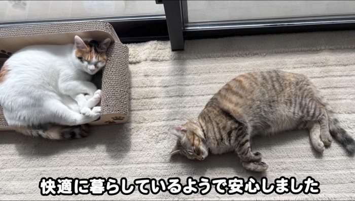 窓際で眠る2頭の猫