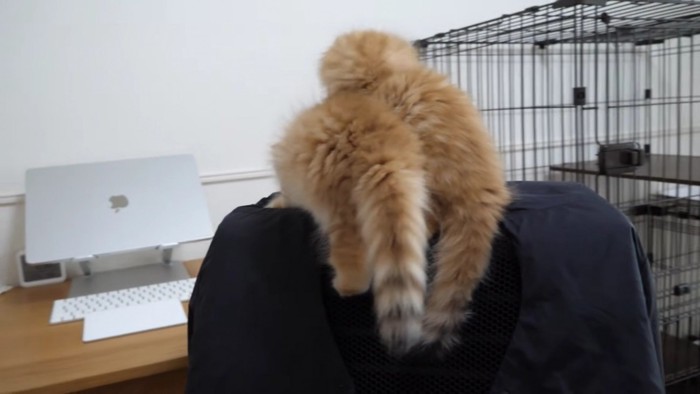 背もたれに乗る2匹 