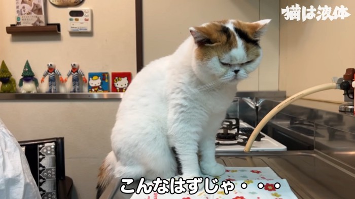 おすわりする猫