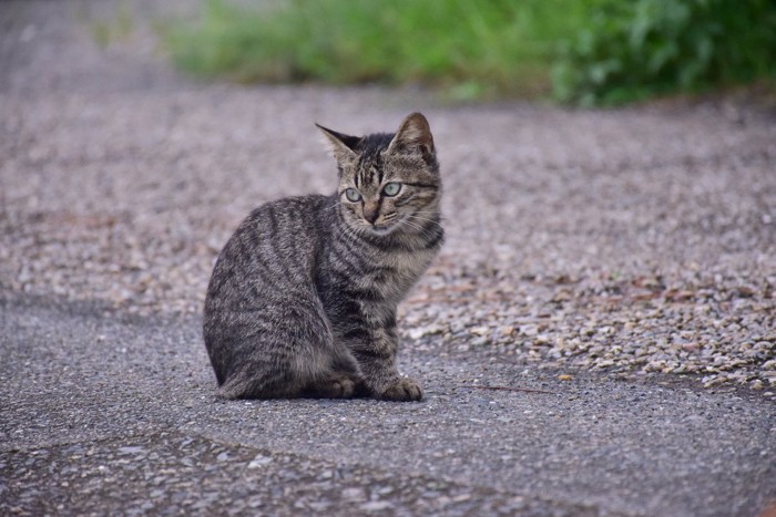 道端で座り込む野良猫