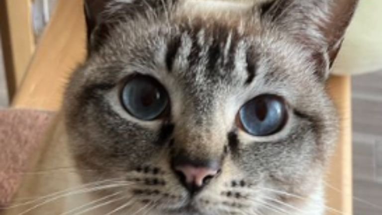 室内にいる猫