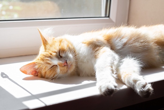 日向ぼっこ中の猫