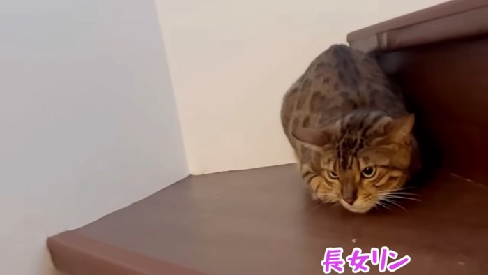 小さくなる猫