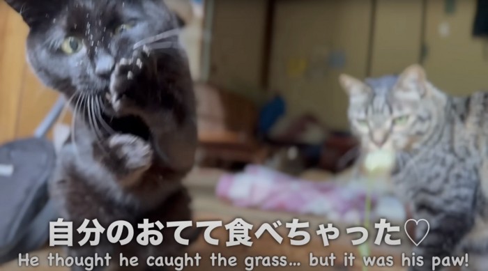 手を噛む黒猫