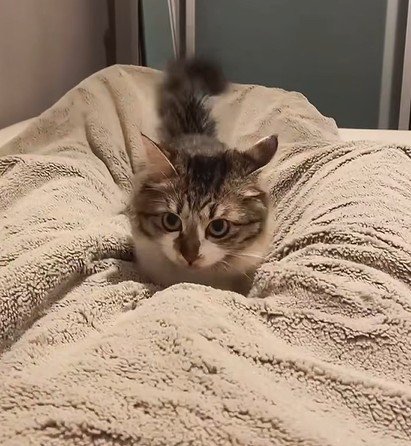 布団の上に座る猫