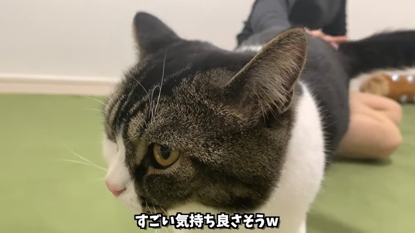 猫の顔