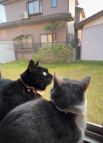 黒猫に驚く猫