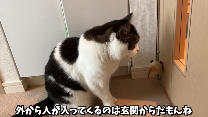 座って窓をみる猫