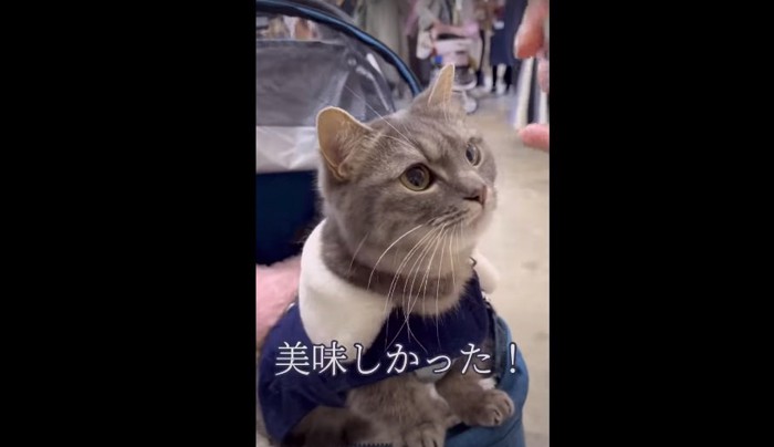 カートの上の猫