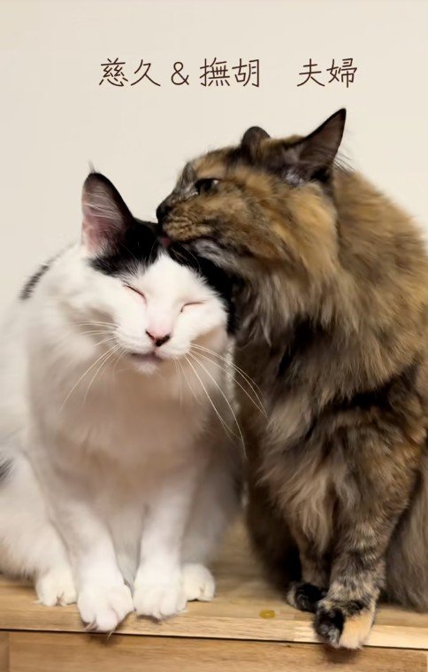 毛づくろいをしている2匹の猫