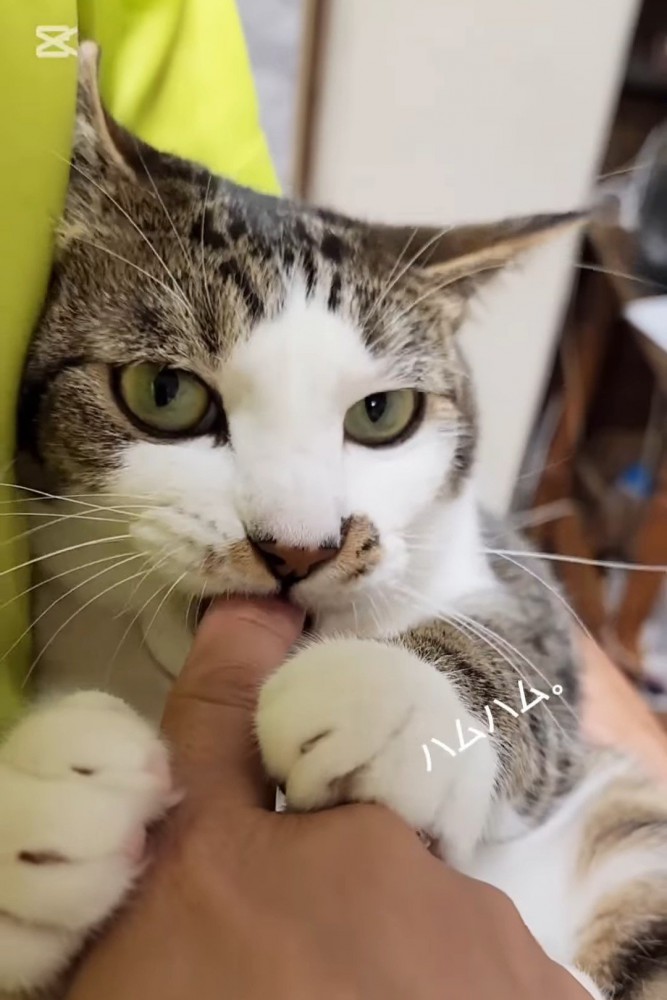 人の指をくわえる猫