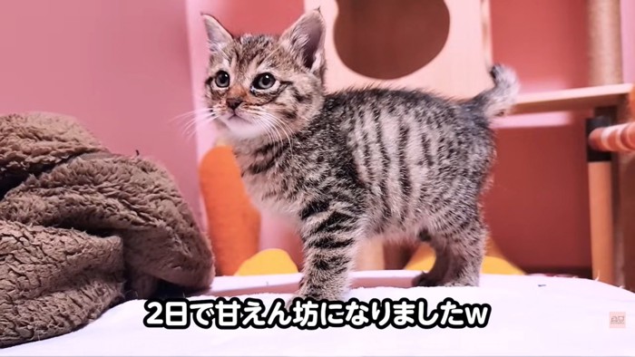 テロップ「2日で甘えん坊に～」%ぽんずちゃん同様、とても愛らしい子猫さんです