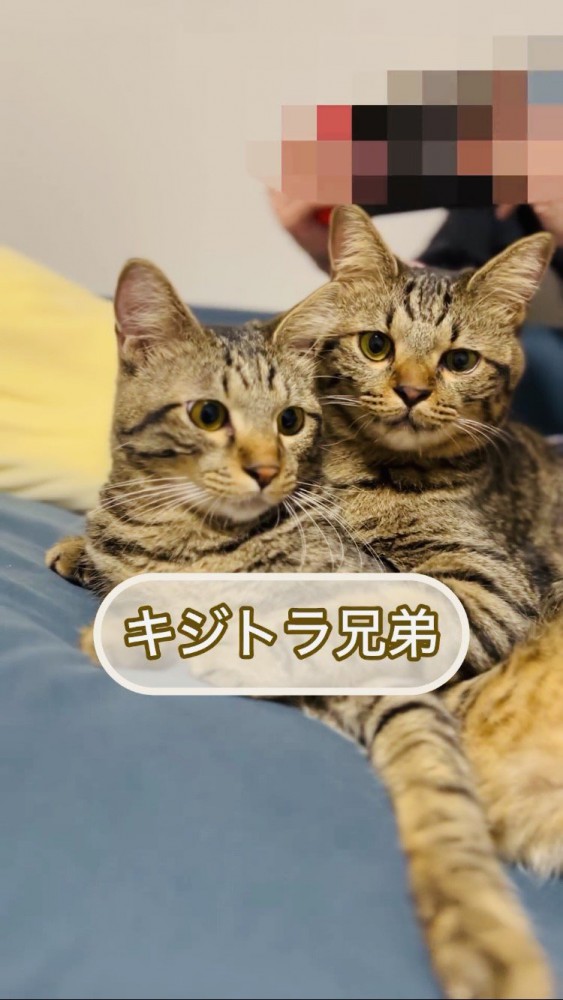 飼い主さんとリラックスする2匹のキジトラ猫