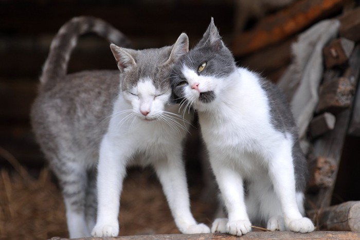 頭をすりつける猫