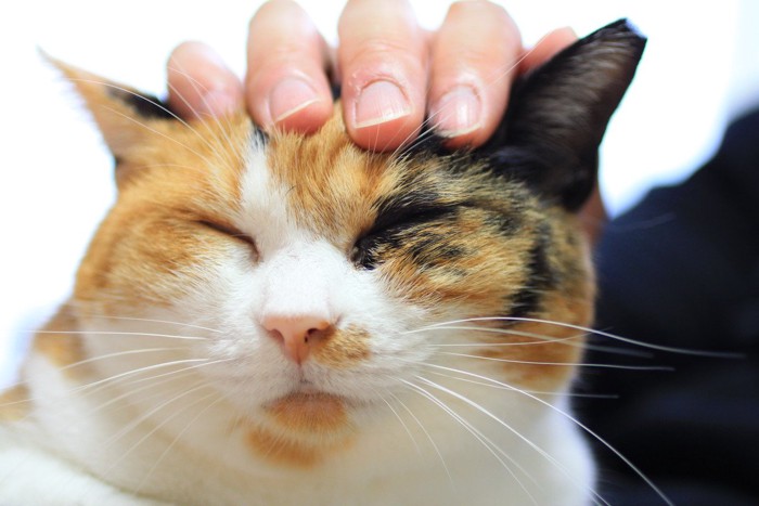 ご満悦な猫