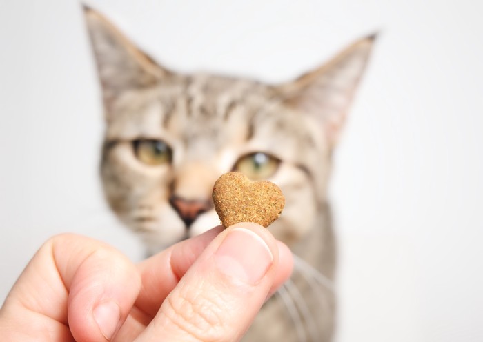 猫にハート型の猫用クッキーを差し出す飼い主の手