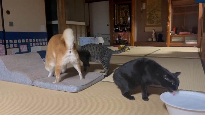 水飲み中
