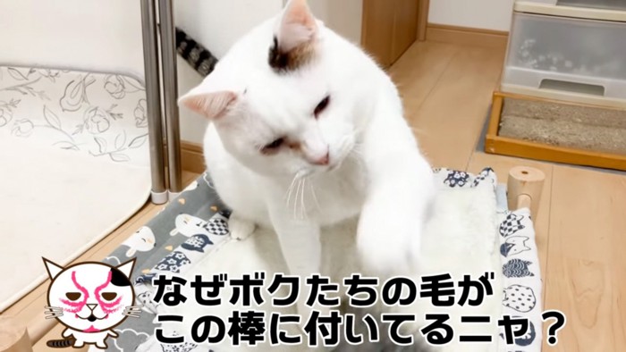 パンチする猫