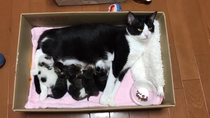 箱に入った猫ちゃん親子