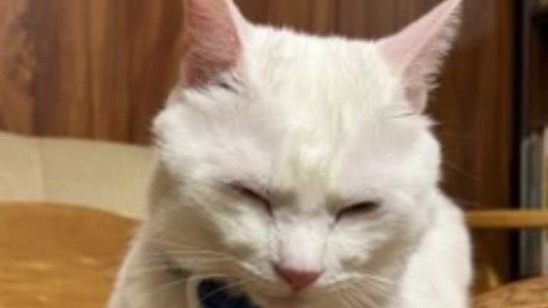室内にいる猫