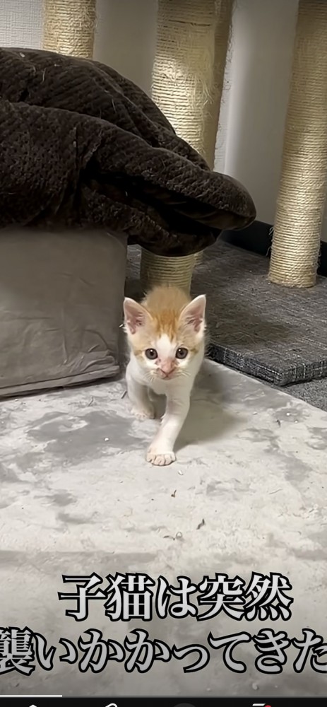 じりじりとこちらに向かってくる猫