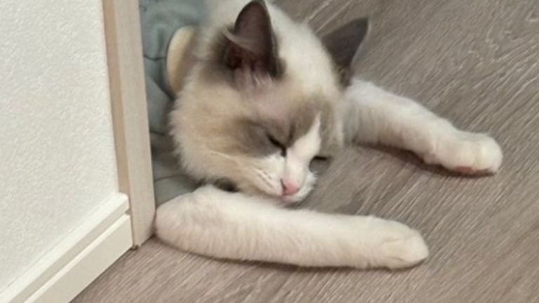 廊下で眠る猫
