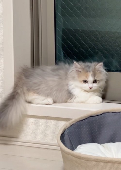 見回す猫