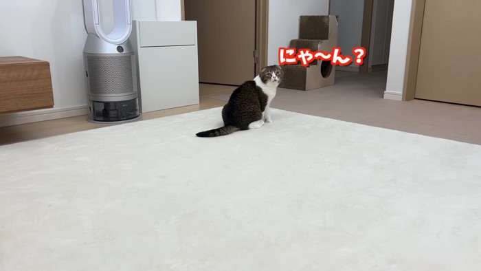 振り向いて鳴く猫