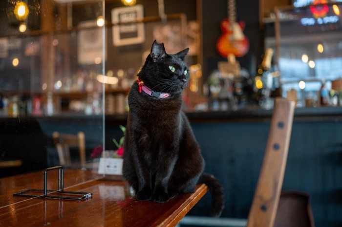 カフェのテーブルに載る黒猫