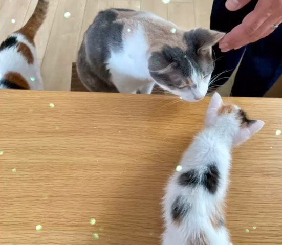 テーブルの上を歩く子猫