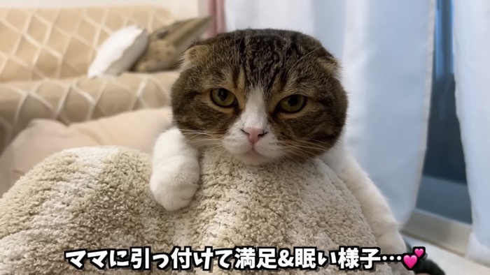 あごのせする猫