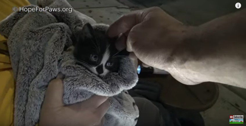 タオルにくるまった子猫