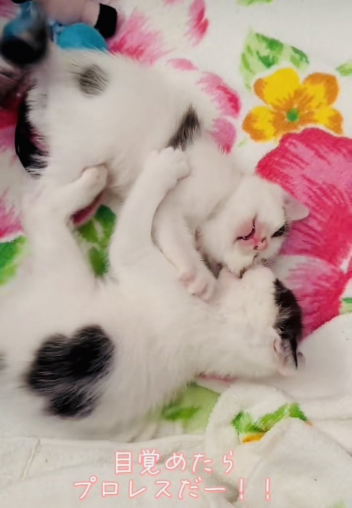 ニャンプロする2匹の子猫