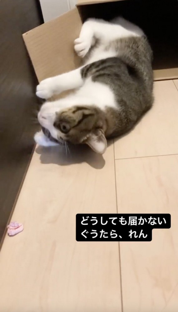 体勢を変える猫