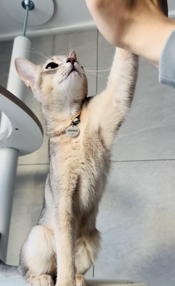 飼い主さんとハイタッチするアビシニアン