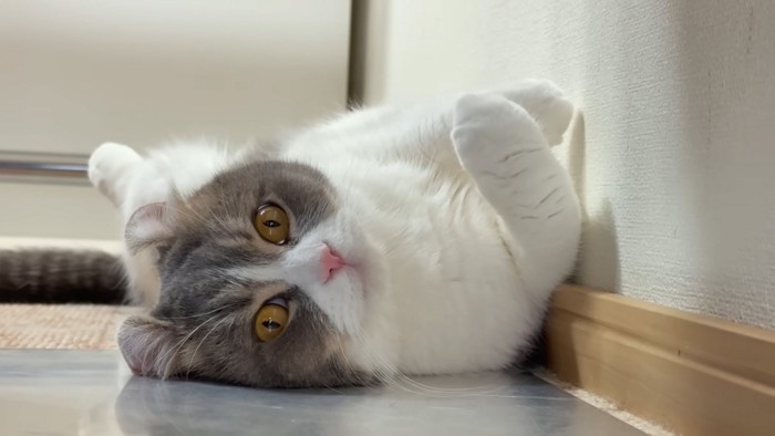 転がる猫