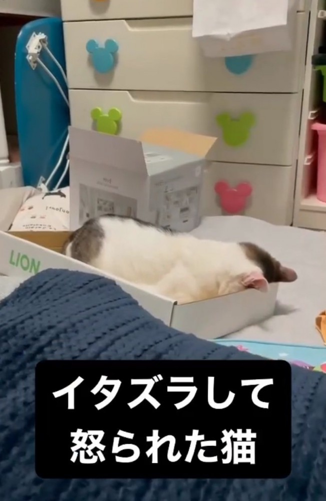 ふて寝する猫