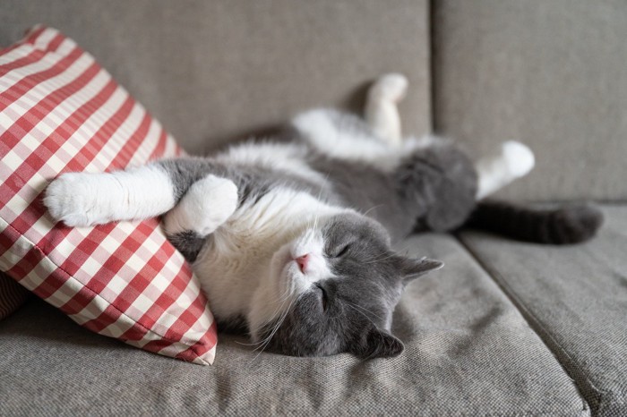 ソファーで眠る猫