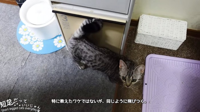 見上げる猫