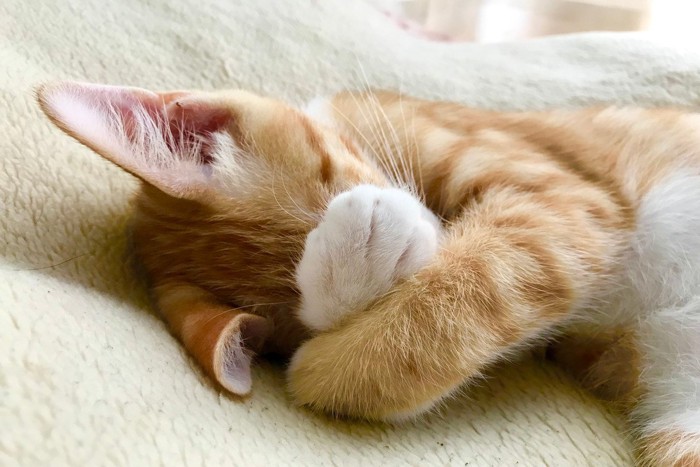 顔を隠して寝ている茶色い子猫