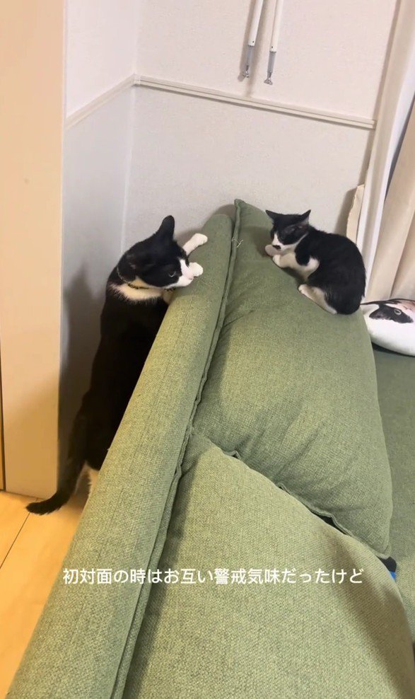 ビビちゃんとベルちゃん