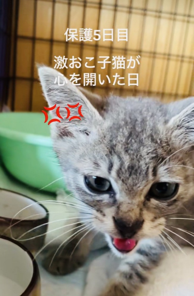 ケージの中でママを威嚇する子猫