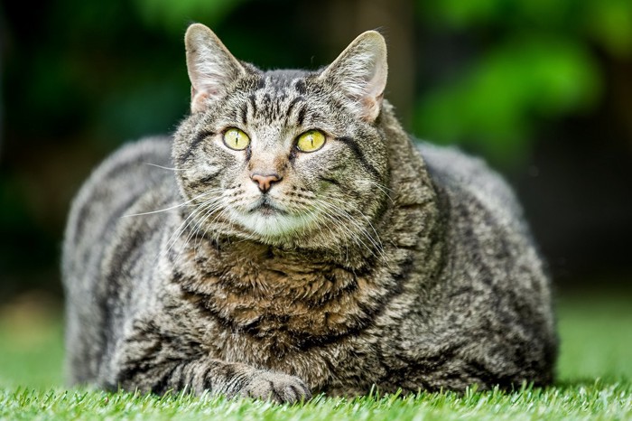 外にいるものすごく太った猫