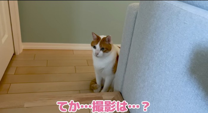 座っている猫