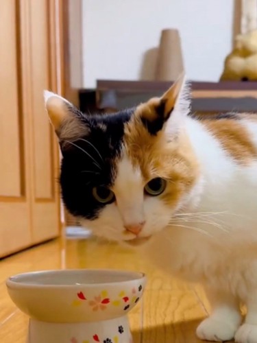 ごはん皿の前でカメラ目線の三毛猫