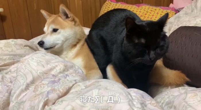 柴犬の上に座る黒猫