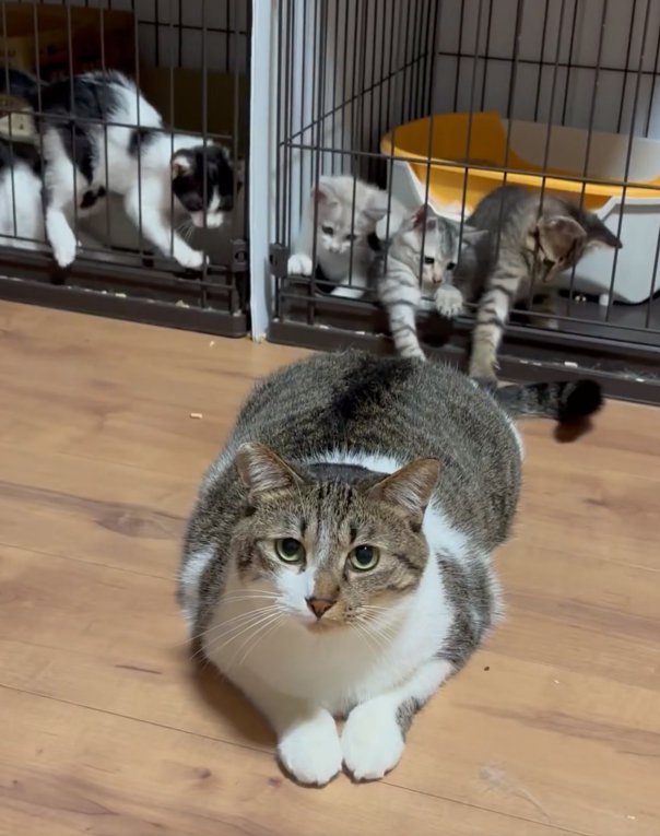 子猫と遊んであげるぴえんくん