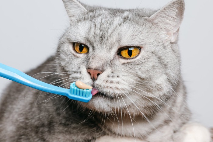 歯磨きペーストを舐める猫